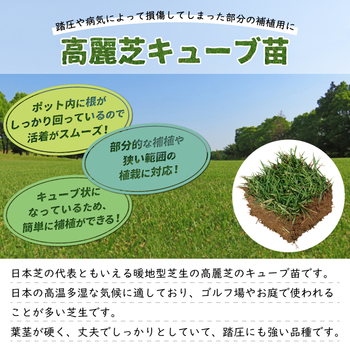 高麗芝キューブ苗100苗