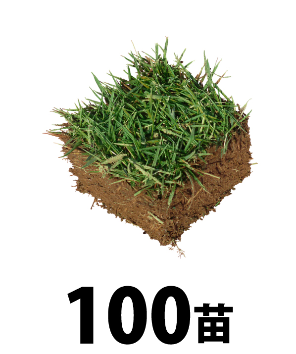 100苗