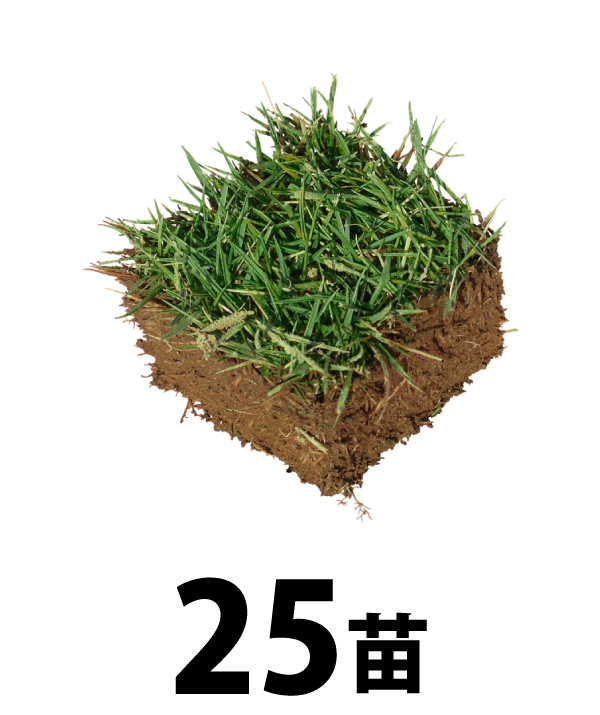 高麗芝 | 国分グリーンファーム公式通販オンラインストア