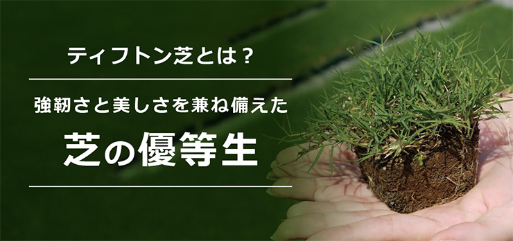 ティフトン芝とは?― 強靭さと美しさを兼ね備えた芝の優等生 ―