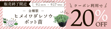 ≪期間限定≫販売終了間近 『ヒメイワダレソウ花ポット20%OFFクーポン！』