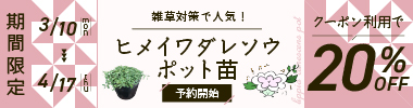 【期間限定】ヒメイワダレソウポット苗　20％OFFクーポン