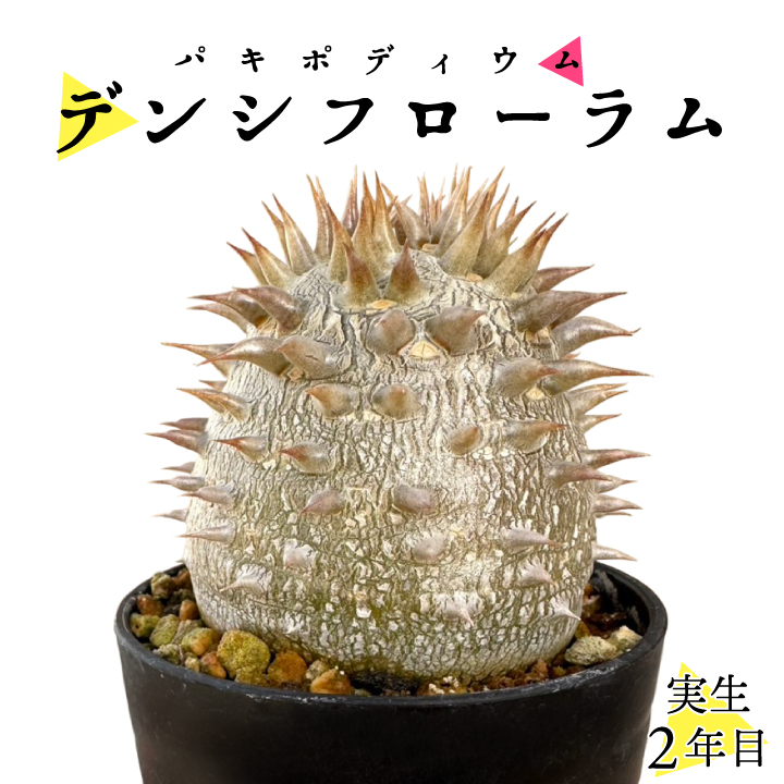 ﾃﾞﾝｼﾌﾛｰﾗﾑ