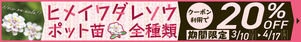 ヒメイワダレソウ苗(ポット苗）