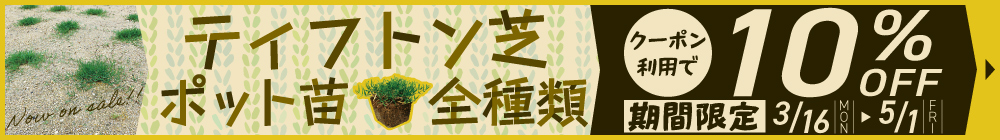 ティフトン(ポット苗）