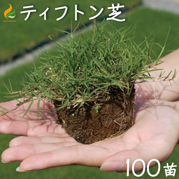 ティフトン芝 ポット苗