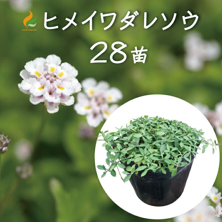ヒメイワダレソウ ポット苗 姫岩垂草 リピア［白系］28個レビューを 