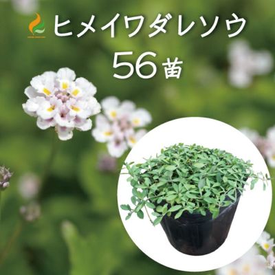 送料無料 ヒメイワダレソウ ポット苗 白系 お試し用 6個入り 姫岩垂草 リピア グランドカバー ポット苗 雑草対策 国分グリーンファーム