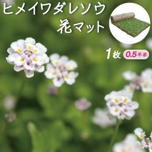 ヒメイワダレソウ花マット 1ロール 約0 5平米 姫岩垂草 リピア 土留め 法面 ヒメイワダレソウ ロール 国分グリーンファーム公式通販オンラインストア