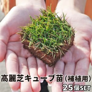 高麗芝キューブ苗（補植用） 25苗 芝生 高麗芝 ポット苗