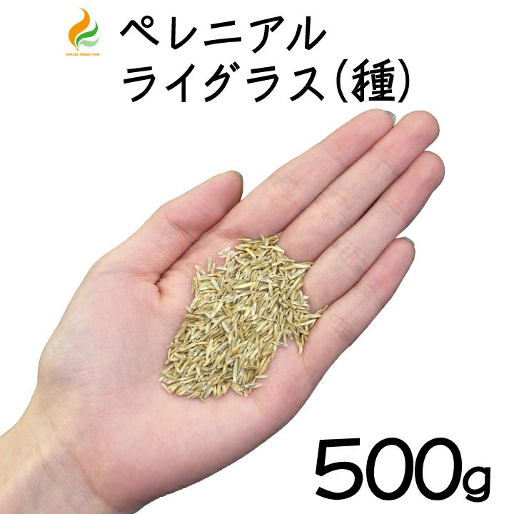 送料無料】ペレニアルライグラス（種）500g＜少量タイプ＞ティフトン芝