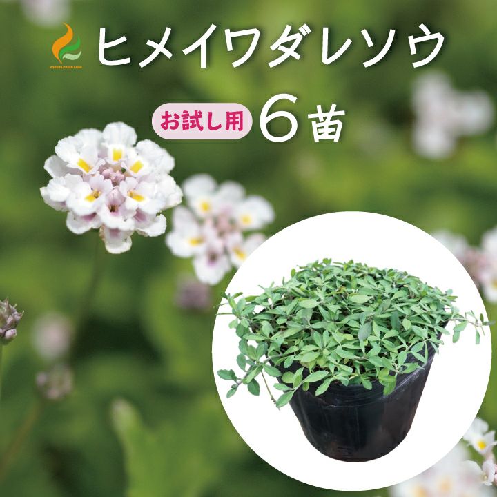 ヒメイワダレソウ 白色 140 鉢 7.5cmポット - 植物/観葉植物