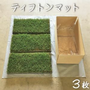 【送料無料】ティフトンマット 3枚セット 約0.5平米 ティフトン芝 天然芝 切芝 校庭緑化 グランド