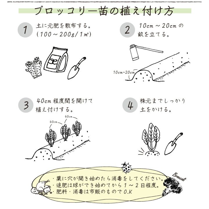 ブロッコリー苗植え付け方法