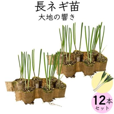 送料無料・日時指定不可】ネギ苗 大地の響き 12個セット お家で野菜を育てよう 家庭菜園 少量生産 ねぎ 野菜苗 |  国分グリーンファーム公式通販オンラインストア