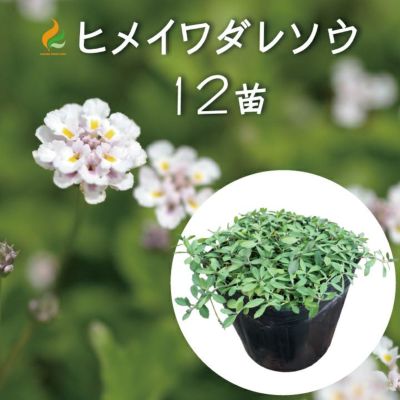 ガーデニング フェンス レンガ 植栽見切材 リングエッジ Mサイズ（内径