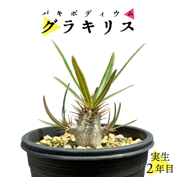 パキポディウム グラキリス 実生1年目 2号鉢 塊根植物 コーデクッス 観葉植物 人気種 キョウチクトウ科 パキポディウム属 Pachypodium Gracilius 国分グリーンファーム公式通販オンラインストア