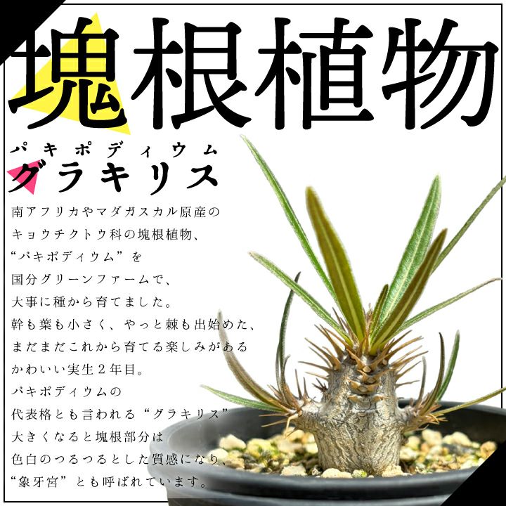 パキポディウム　グラキリス 説明