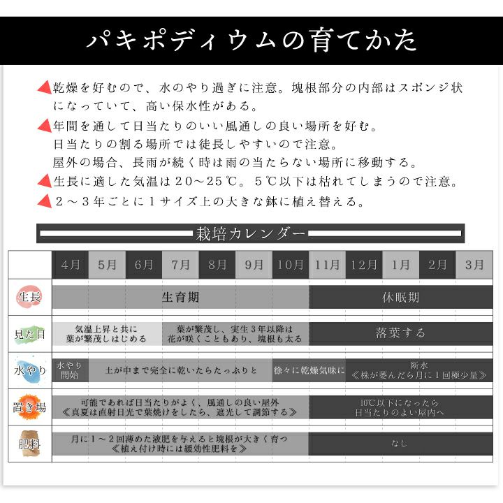 パキポディウム　グラキリス 育て方