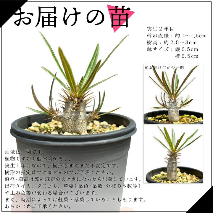 パキポディウム　グラキリス お届けの苗