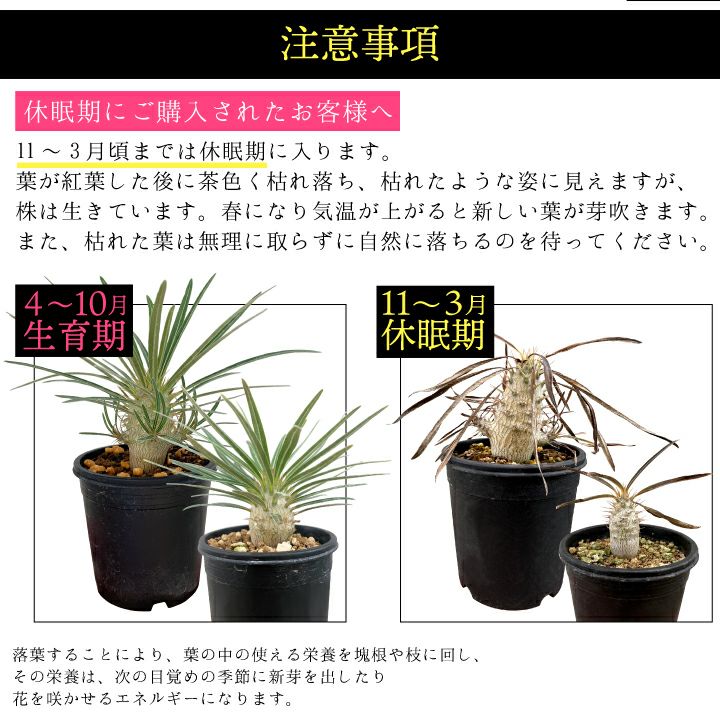 パキポディウム　グラキリス 注意事項