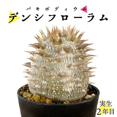 パキポディウム　デンシフローラム