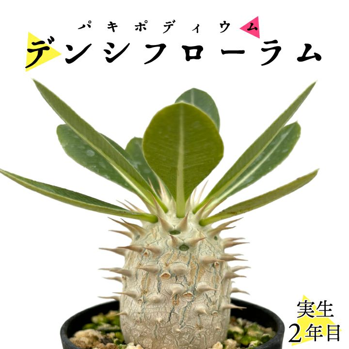 パキポディウム デンシフローラム 実生2年目 2号鉢 塊根植物 コーデクッス 観葉植物 人気種 キョウチクトウ科 パキポディウム属 Pachypodium densiflorum