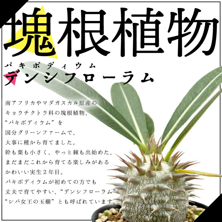 パキポディウム デンシフローラム 実生2年目 2号鉢 塊根植物 コーデクッス 観葉植物 人気種 キョウチクトウ科 パキポディウム属 Pachypodium Densiflorum 国分グリーンファーム公式通販オンラインストア