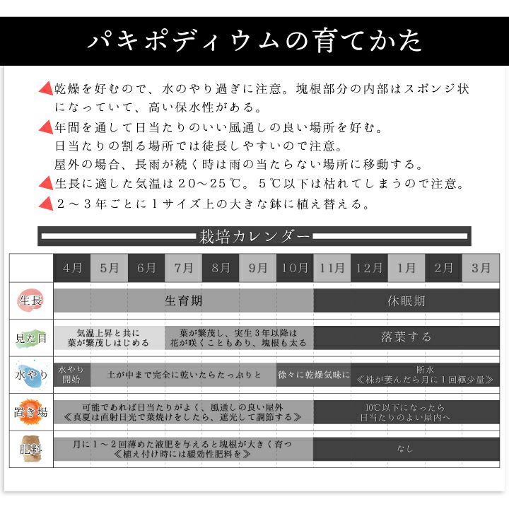 パキポディウム　デンシフローラム育て方