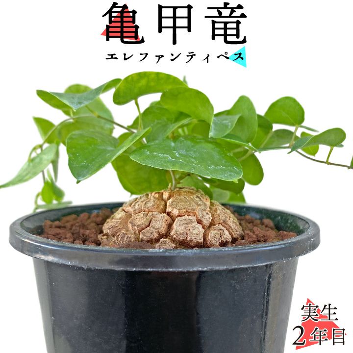送料無料】亀甲竜 ディオスコレア・エレファンティペス 実生2年目 3号 