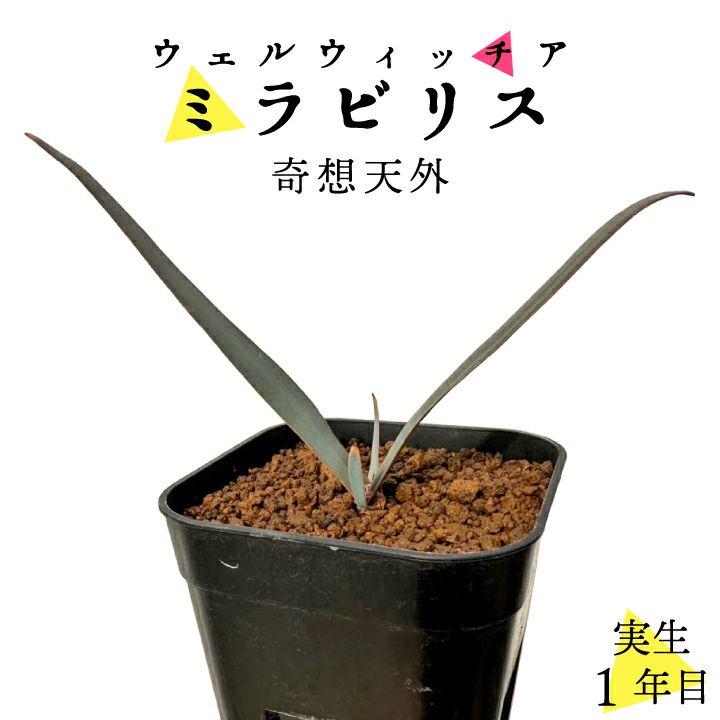 奇想天外 ウェルウィッチア・ミラビリス 実生1年目