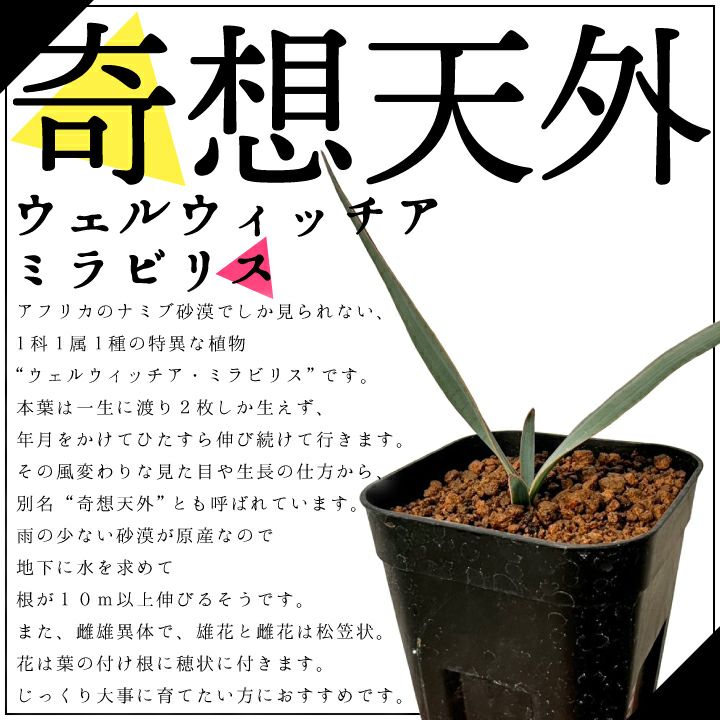 奇想天外 ウェルウィッチア・ミラビリス 実生1年目