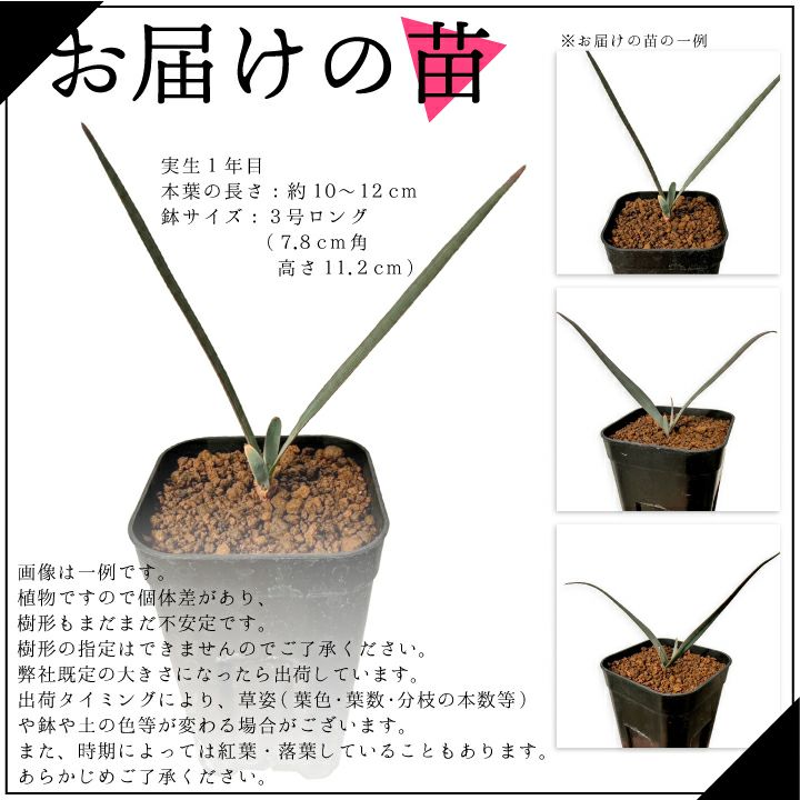 奇想天外 ウェルウィッチア・ミラビリス お届けの苗