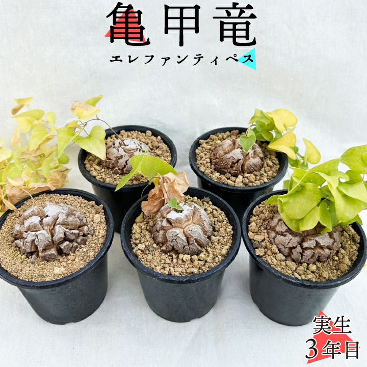 O*n様 アフリカ亀甲竜 塊根植物 ディオスコレア・エレファンティペス 亀甲竜アフリカ ディオスコレア エレファンティペス （G）