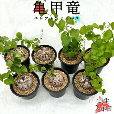 亀甲竜　バリエーション商品