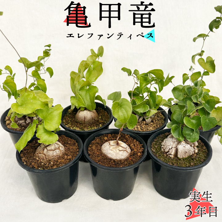 亀甲竜　バリエーション商品