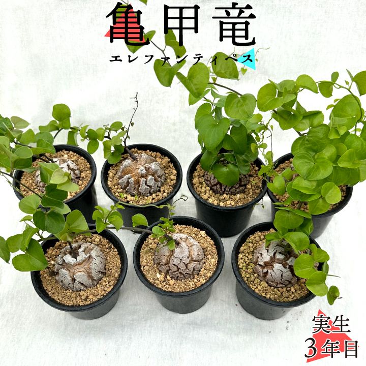 亀甲竜　バリエーション商品