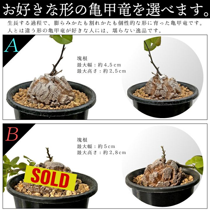 亀甲竜　バリエーションAとB