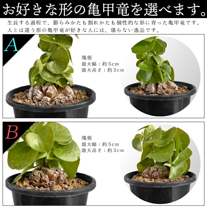 亀甲竜　バリエーションAとB
