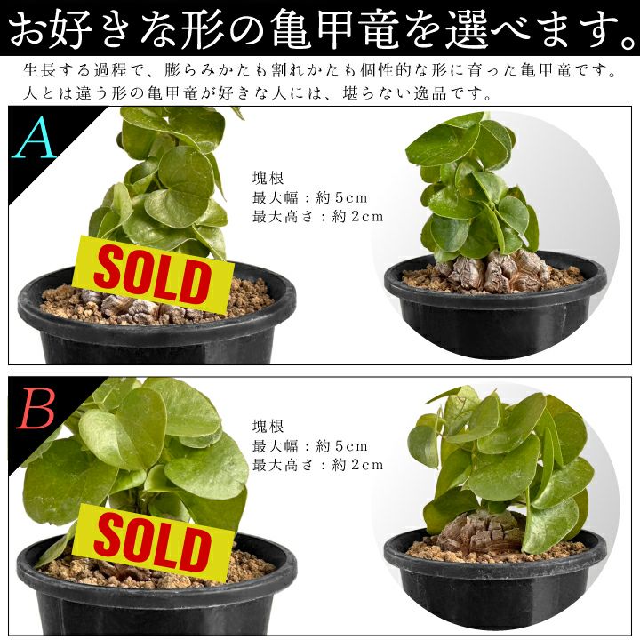 亀甲竜　バリエーションAとB