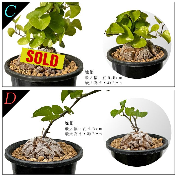 亀甲竜　バリエーションCとD
