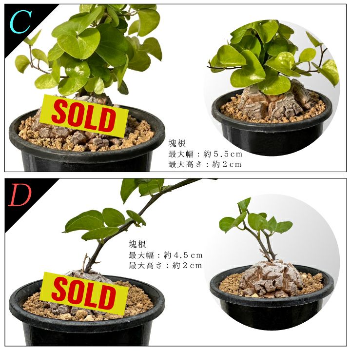 亀甲竜　バリエーションCとD