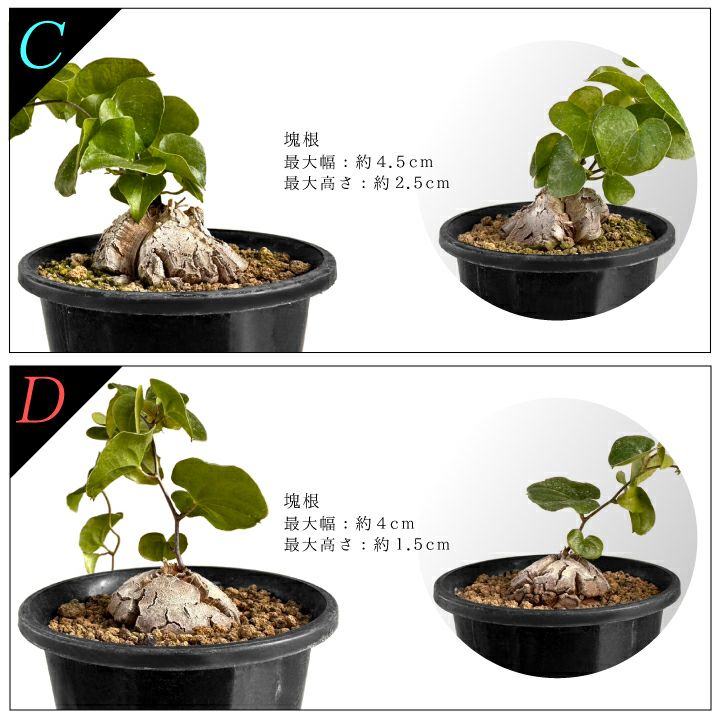 亀甲竜　バリエーションCとD