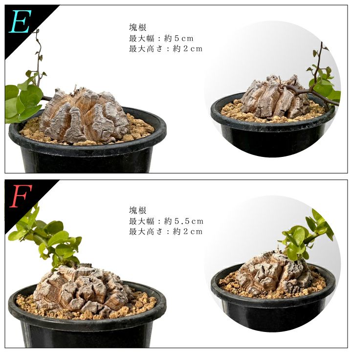 亀甲竜　バリエーションEとF