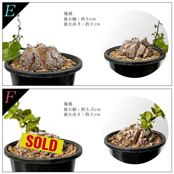 亀甲竜　バリエーションEとF