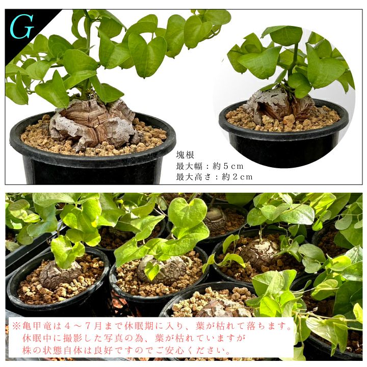 亀甲竜　バリエーションG