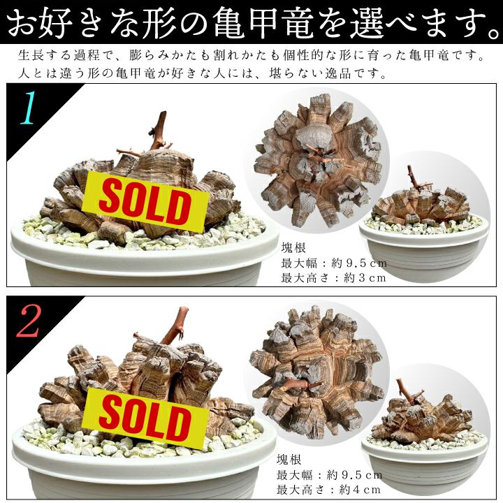亀甲竜バリエーション１と２