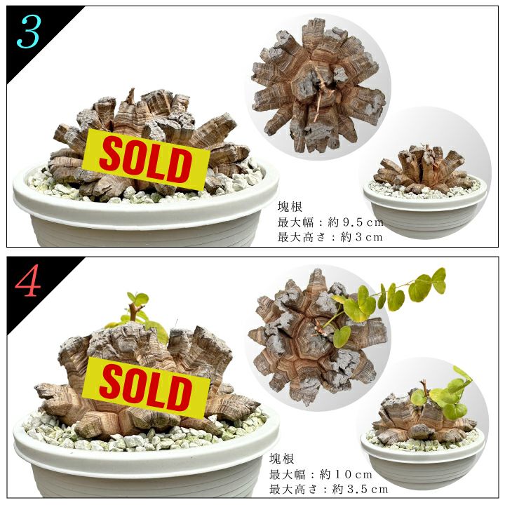 亀甲竜バリエーション3と4