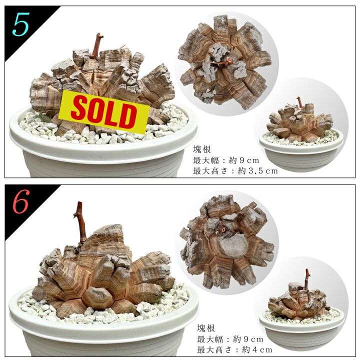 亀甲竜バリエーション5と6