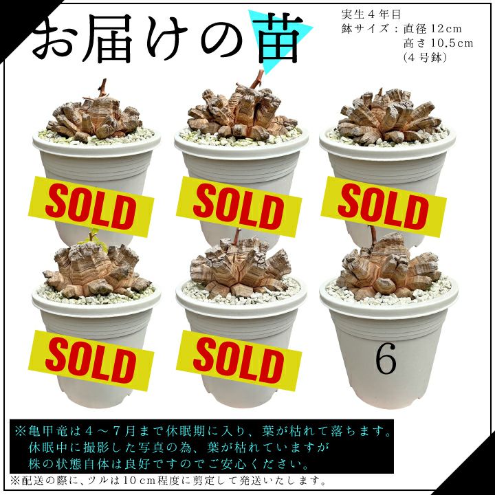 亀甲竜 お届けの苗